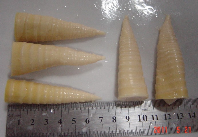 细笋先切